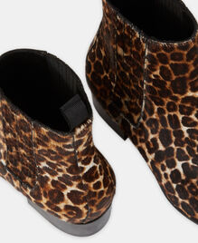 , LEOPARD, hi-res image number null