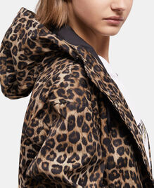 , LEOPARD, hi-res image number null
