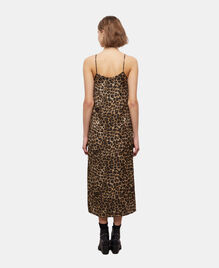 , LEOPARD, hi-res image number null
