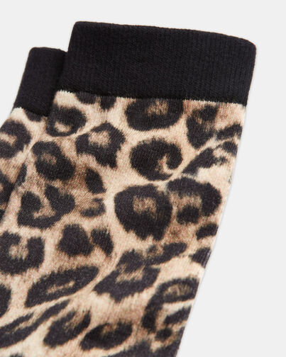 , LEOPARD, hi-res image number null
