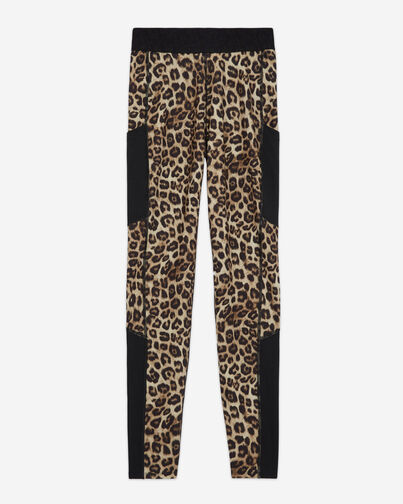 , LEOPARD, hi-res image number null
