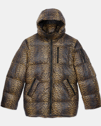 , LEOPARD, hi-res image number null