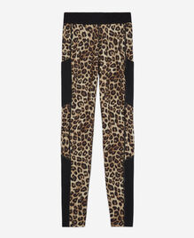 , LEOPARD, hi-res image number null
