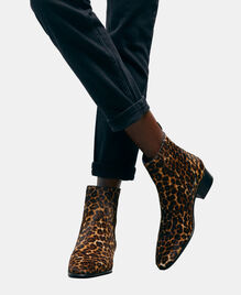 , LEOPARD, hi-res image number null