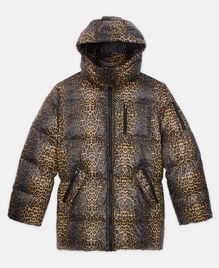 , LEOPARD, hi-res image number null