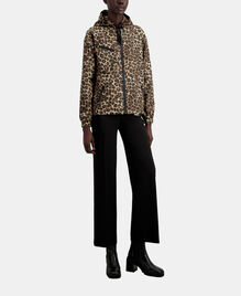 , LEOPARD, hi-res image number null