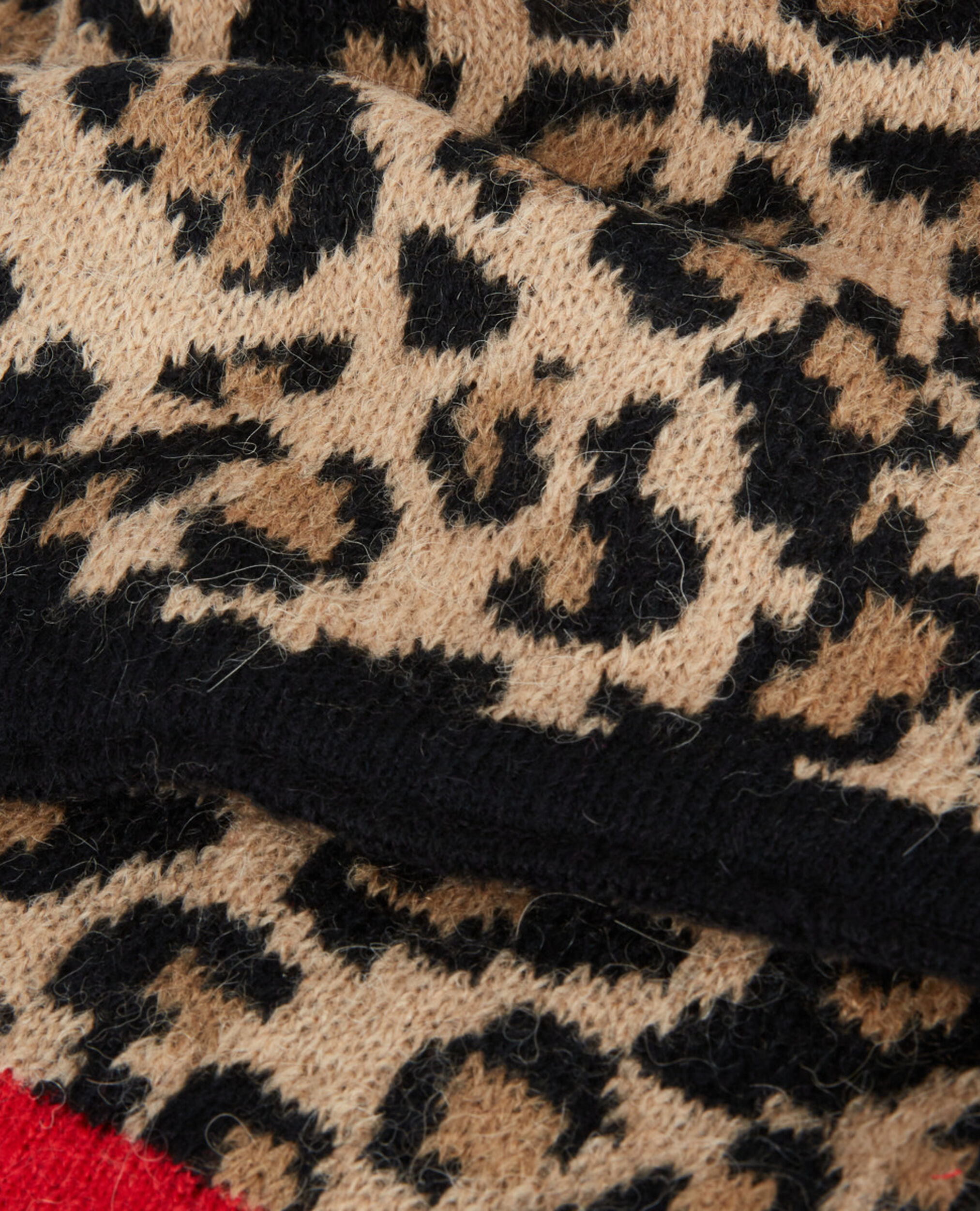 , LEOPARD, hi-res image number null