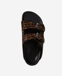 , LEOPARD, hi-res image number null