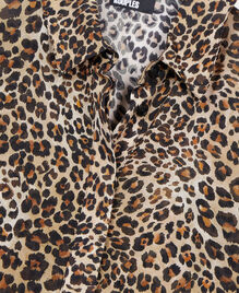 , LEOPARD, hi-res image number null