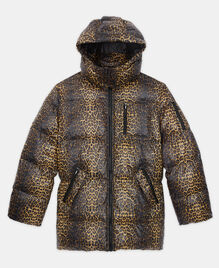 , LEOPARD, hi-res image number null