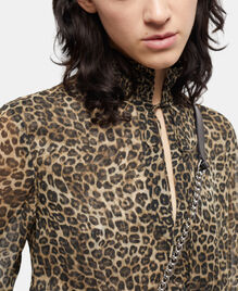 , LEOPARD, hi-res image number null