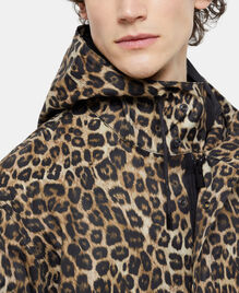 , LEOPARD, hi-res image number null
