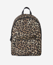 , LEOPARD, hi-res image number null