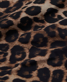 , LEOPARD, hi-res image number null