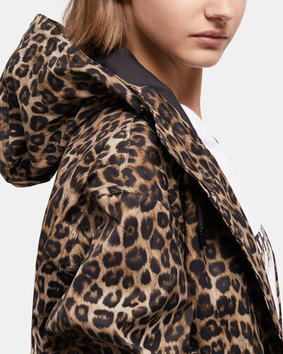 , LEOPARD, hi-res image number null